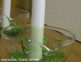 Experiment des Monats