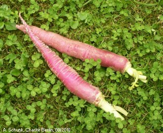 Experiment des Monats