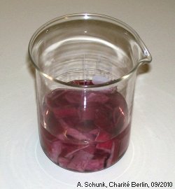 Experiment des Monats